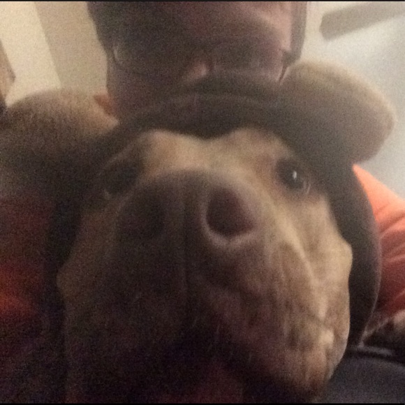 Meet your Posher, Maddy - Picture 2 of 2